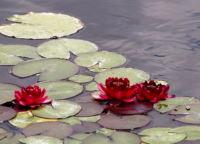 [Magenta blooms unfolding like the petals of an artichoke opening. The flowers sit right atop the lily pads with no stems visible.]